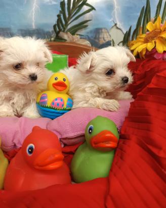 Cuccioli Taglia Molto Molto Piccola Maltesi Toy