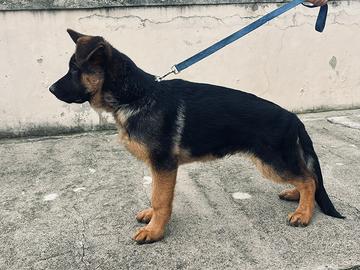 Disponibili due cuccioli pastore tedesco