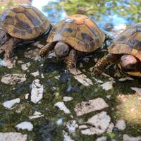 Tartarughe di terra, 2 anni, hermanni boetgeri