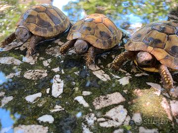 Tartarughe di terra, 2 anni, hermanni boetgeri