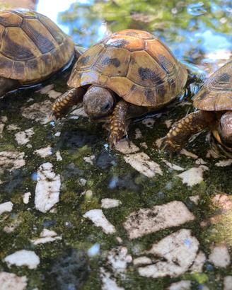 Tartarughe di terra, 2 anni, hermanni boetgeri