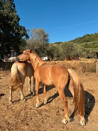 Puledra documenti Haflinger