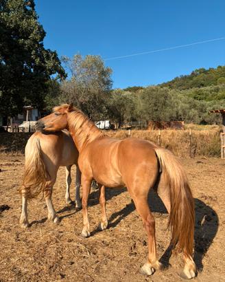 Puledra documenti Haflinger