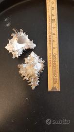 2 Conchiglie di Murex con Spikes