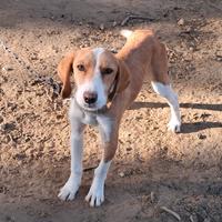 Cane segugio cosovat