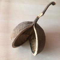 Arredo acquario terrario - noce di buddha