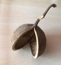 Arredo acquario terrario - noce di buddha