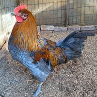 Giovane gallo OLIVE EGGER