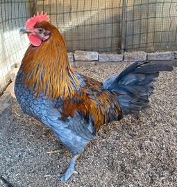 Giovane gallo OLIVE EGGER