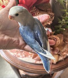 Pappagalli dolcissimi