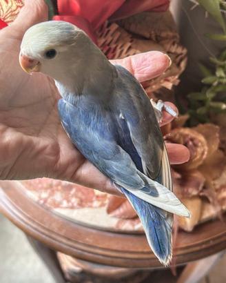 Pappagalli dolcissimi