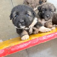 Splenditi Cuccioli pastore del Caucaso