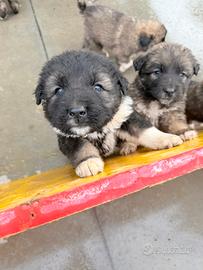 Splenditi Cuccioli pastore del Caucaso