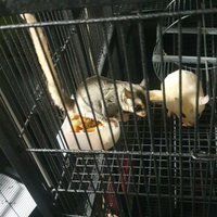 Petauri dello zucchero mosaico e leucistico