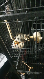 Petauri dello zucchero mosaico e leucistico