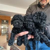 Cuccioli di barboncino toy