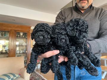 Cuccioli di barboncino toy