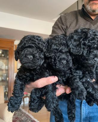 Cuccioli di barboncino toy