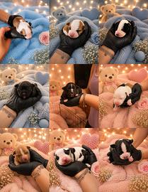 Cucciolata di pitbull
