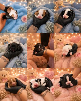 Cucciolata di pitbull