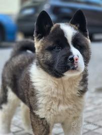 Akita americano
