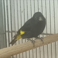 Negriti della bolivia
