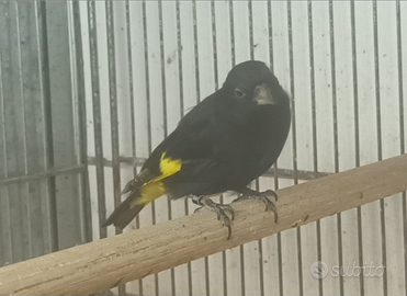 Negriti della bolivia