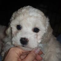 Cuccioli bichon a poil frisé