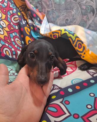 Bassotta cucciola kaninchen