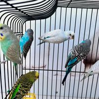 Pappagalli Cocorite giovani