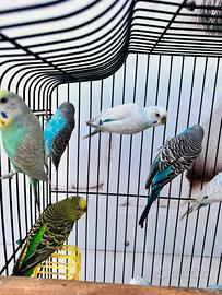 Pappagalli Cocorite giovani