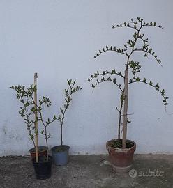 piante di giuggiolo