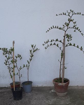 piante di giuggiolo