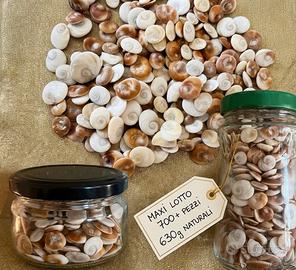 Conchiglie santa lucia