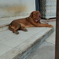 Dog the bordeaux