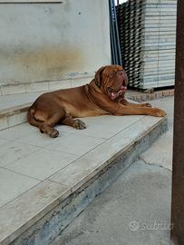 Dog the bordeaux