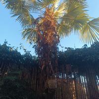 Palma whashingtonia 8 metri e più, Cameri