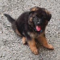 Ultimo cucciolo pastore tedesco a pelo lungo