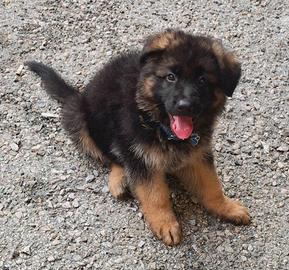 Ultimo cucciolo pastore tedesco a pelo lungo