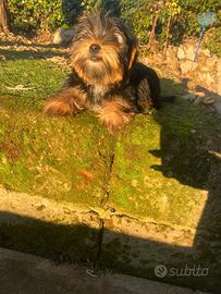 Yorkshire Toy maschio