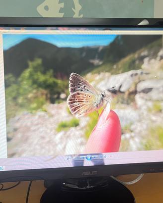 Monitor Led Asus 22 pollici