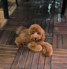 barboncino toy pedigree enci