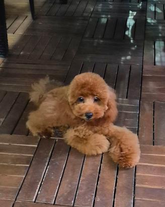 barboncino toy pedigree enci
