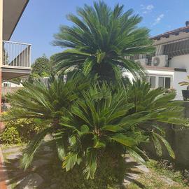ALBERO CYCAS