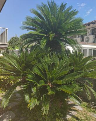 ALBERO CYCAS