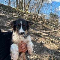 Cucciola Australian sheperd pedigree tricolore