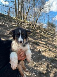 Cucciola Australian sheperd pedigree tricolore