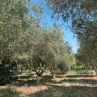 Oliveto - piante d'oliva 20 anni e più