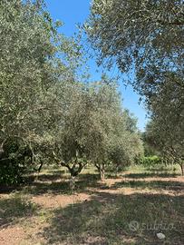 Oliveto - piante d'oliva 20 anni e più