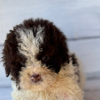 Lagotto romagnolo